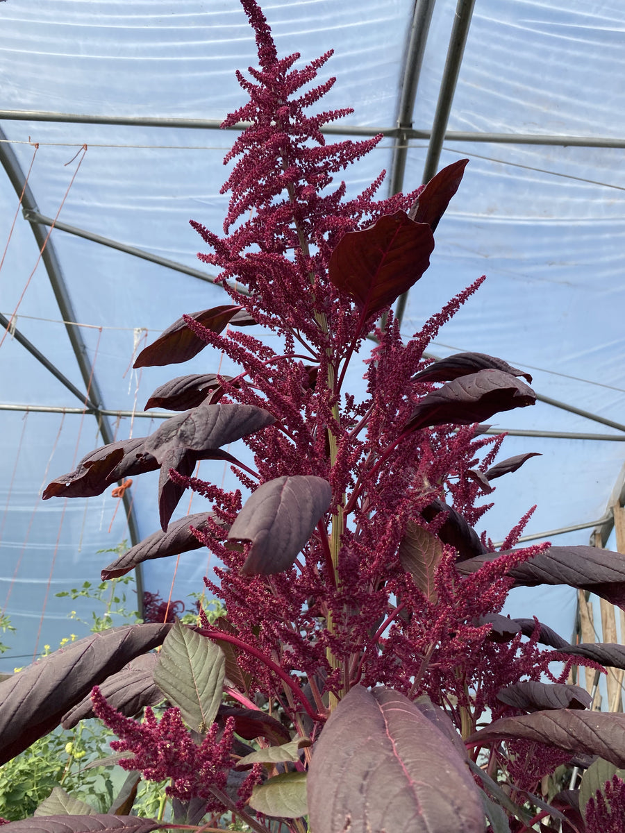 Other – Franken Farm Seed Company