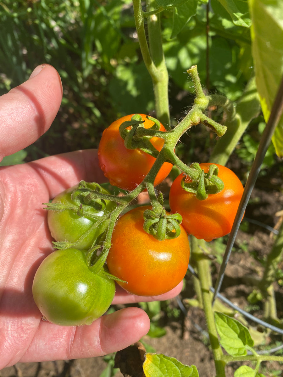 Sex Machine Cherry Tomato – Franken Farm Seed Company