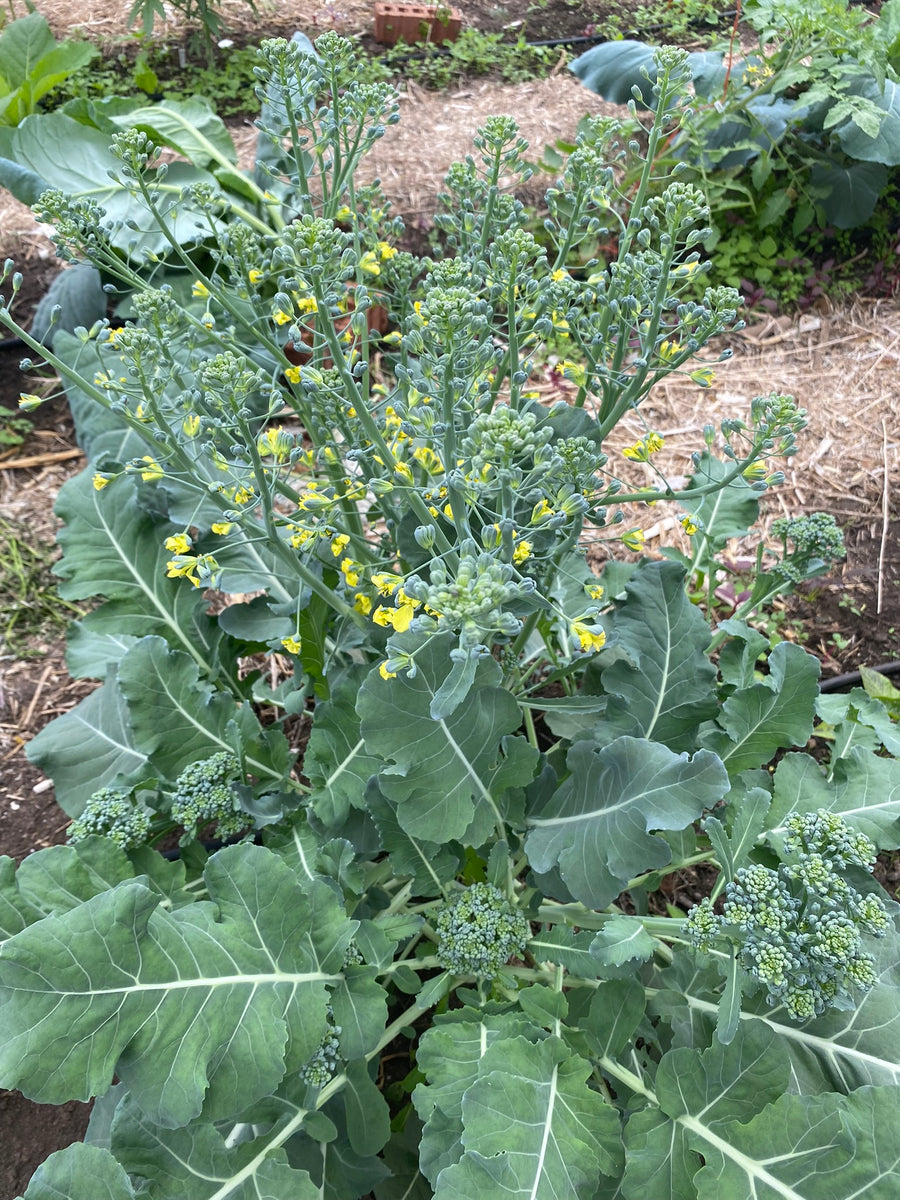 Di Ciccio Broccoli Franken Farm Seed Company