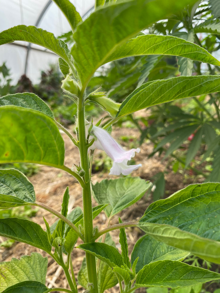 black sesame plant Black Sesame – Franken Farm Seed Company
