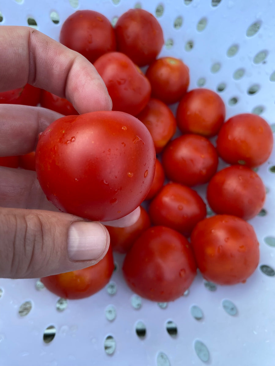 Outdoor Girl Tomato Franken Farm Seed Company
