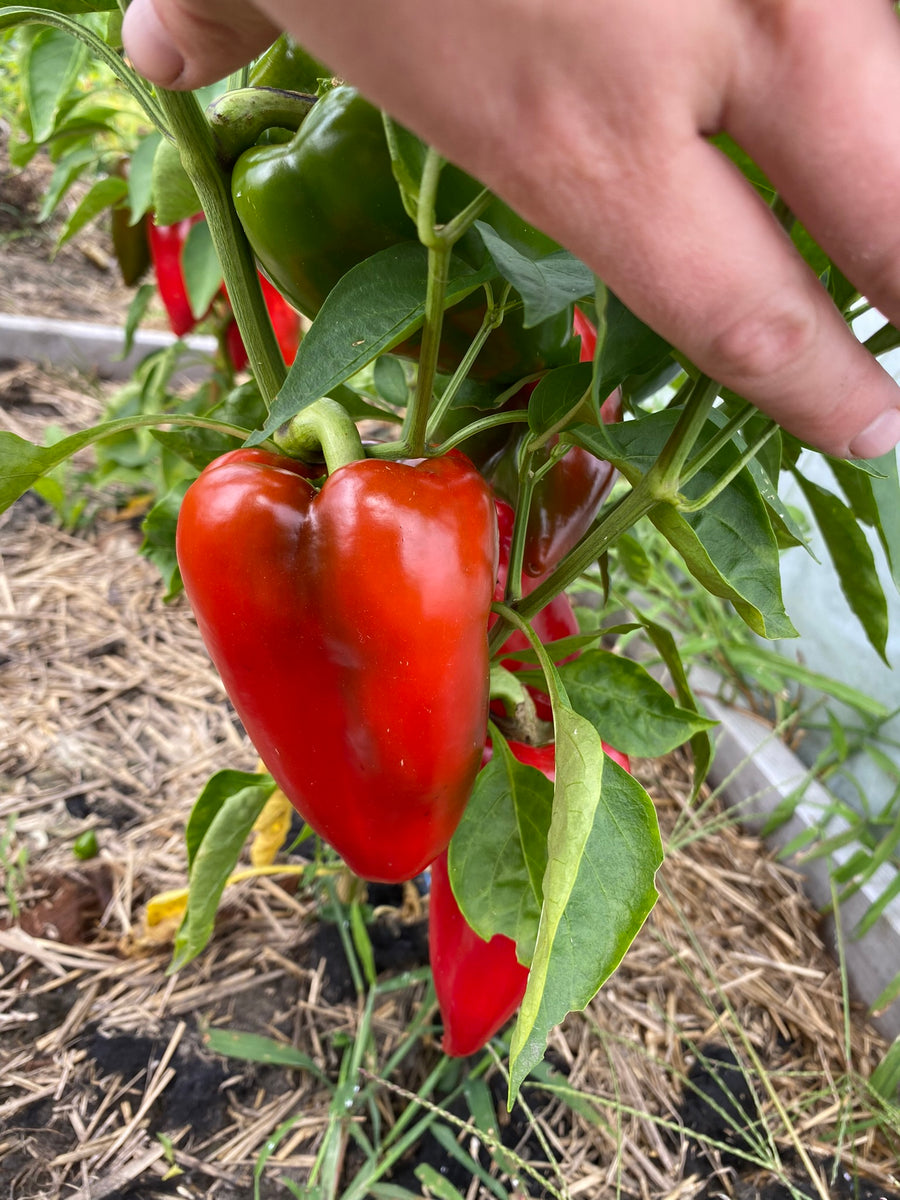 Lipstick Sweet Pepper Franken Farm Seed Company