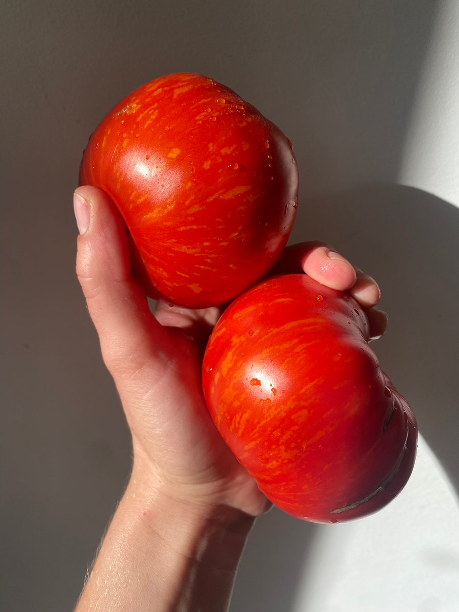 Solar Flare Tomato – Franken Farm Seed Company