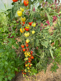 Gardener's Sweetheart Cherry Tomato