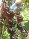 Blueberry Cherry Tomato