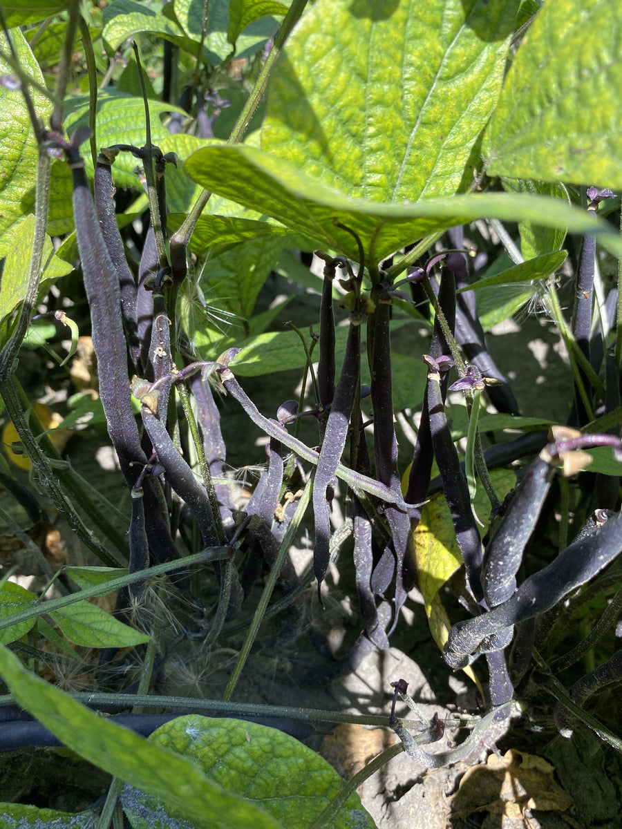 Velour Bush Beans Franken Farm Seed Company