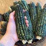 Oaxacan Green Dent Corn