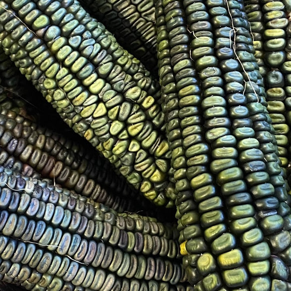 Oaxacan Green Dent Corn