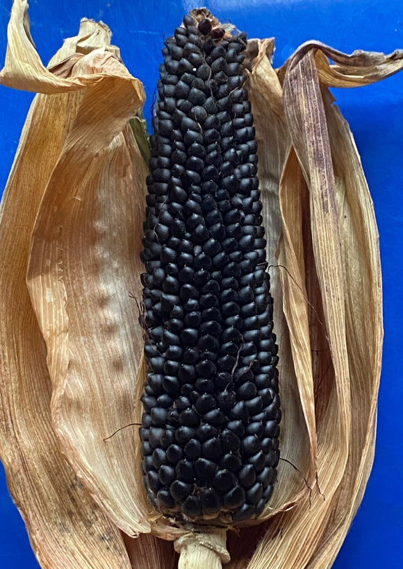 Dakota Black Popping Corn