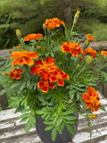 French Flame Marigold