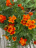 French Flame Marigold