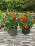 French Flame Marigold