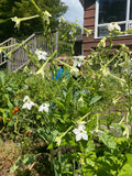 Jasmine Tobacco Nicotiana