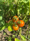 Sex Machine Cherry Tomato