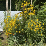 Grey-Headed Coneflower