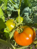 Montreal Tasty Tomato