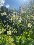 Jasmine Tobacco Nicotiana
