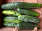 Spacemaster Cucumber