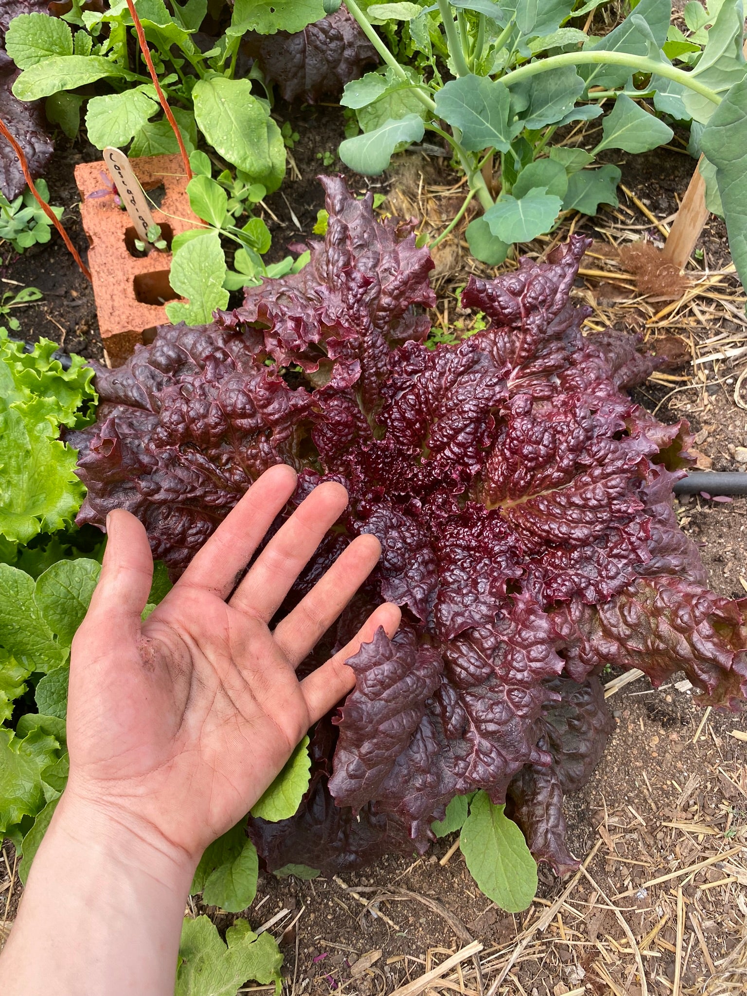 Leafy Vegetables – Franken Farm Seed Company