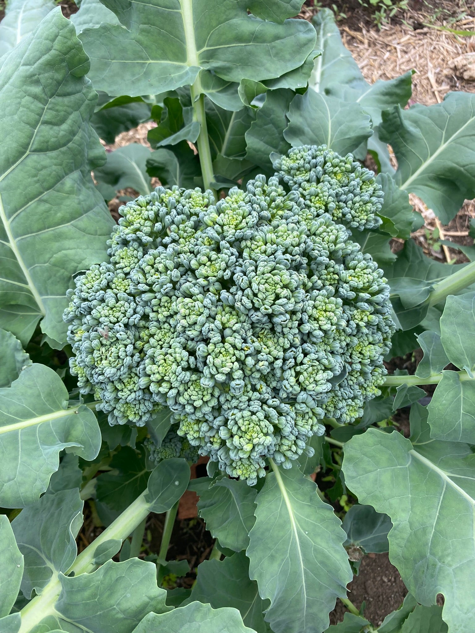 Other – Franken Farm Seed Company