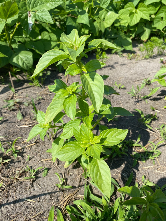 Lemon Basil