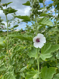 Marshmallow Flower