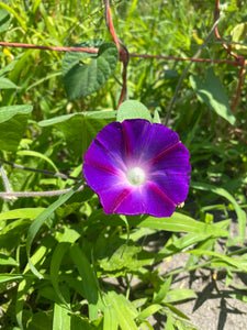 Purple Morning Glory Flower