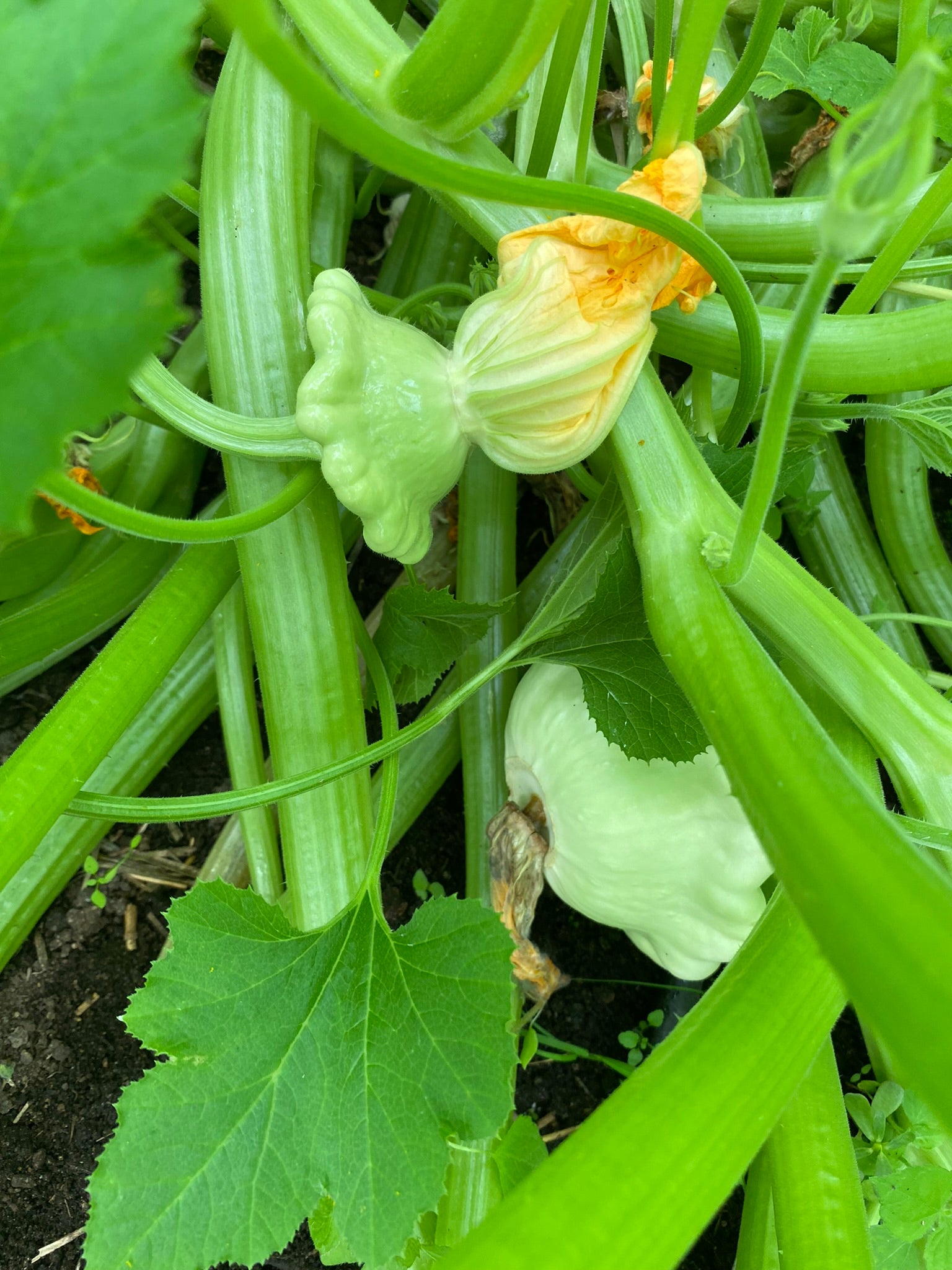 野菜 KEN ケンケン@ on X