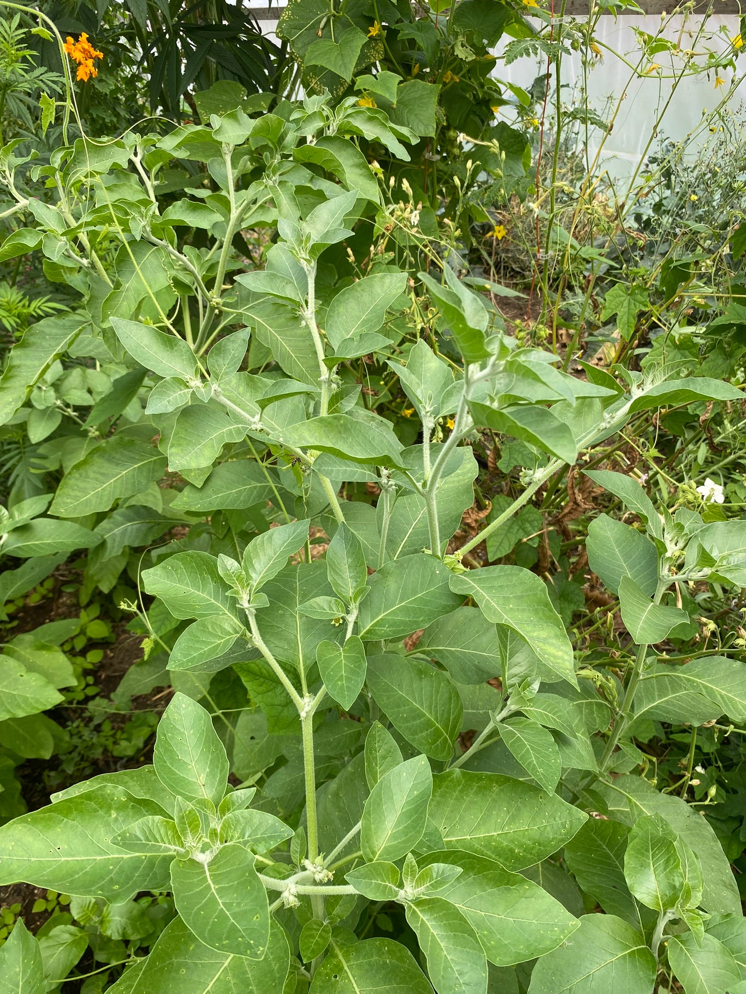 Ashwagandha – Franken Farm Seed Company