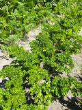 Forest Green Curly Parsley