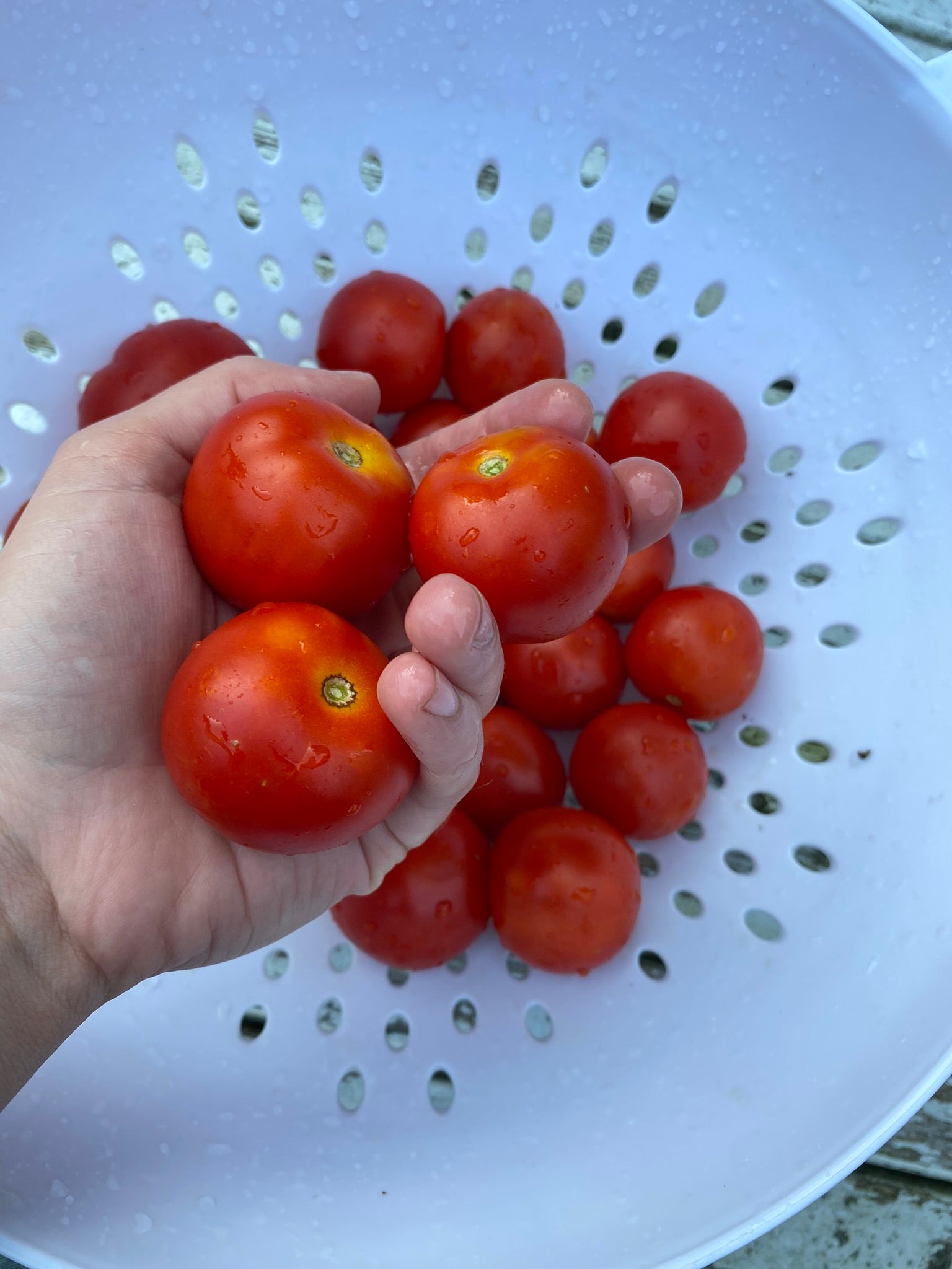 Outdoor Girl Tomato – Franken Farm Seed Company