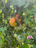 Feuerwerk Tomato