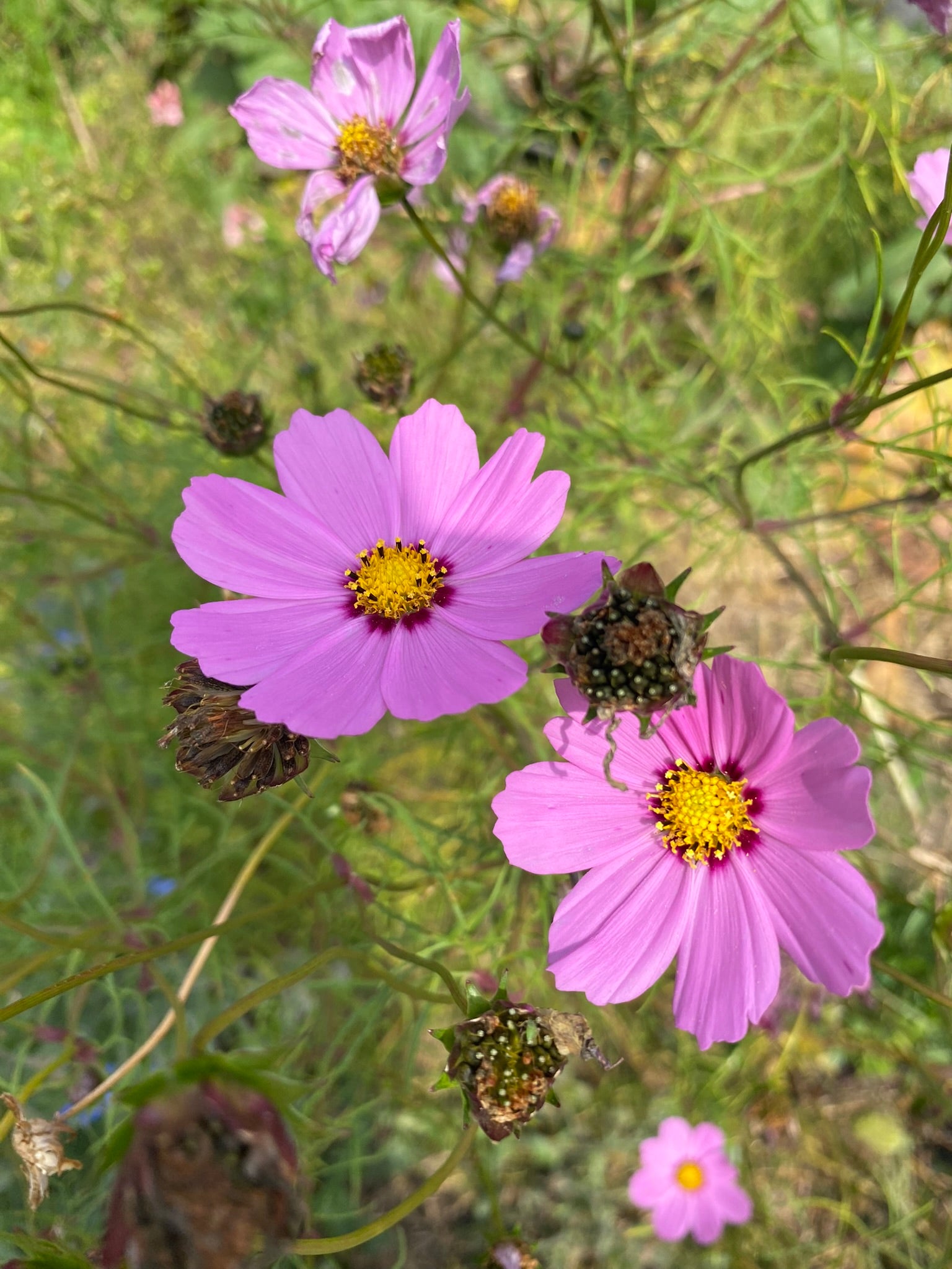 Garden Cosmos Mix – Franken Farm Seed Company