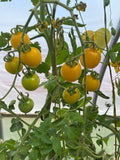Hartman's Yellow Cherry Tomato