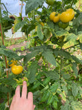 Blanche du Quebec Tomato