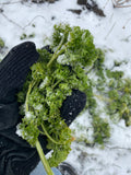 Forest Green Curly Parsley