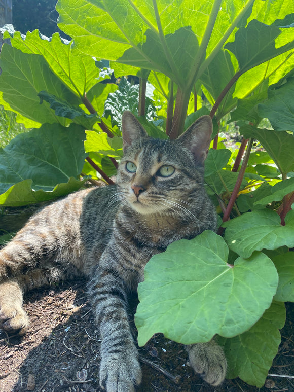 Walter's Rhubarb