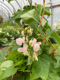 Sunset Runner Beans