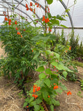 Tekomari Runner Beans