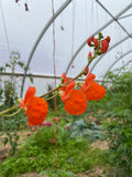 Tekomari Runner Beans