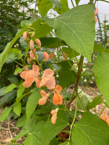 Sunset Runner Beans