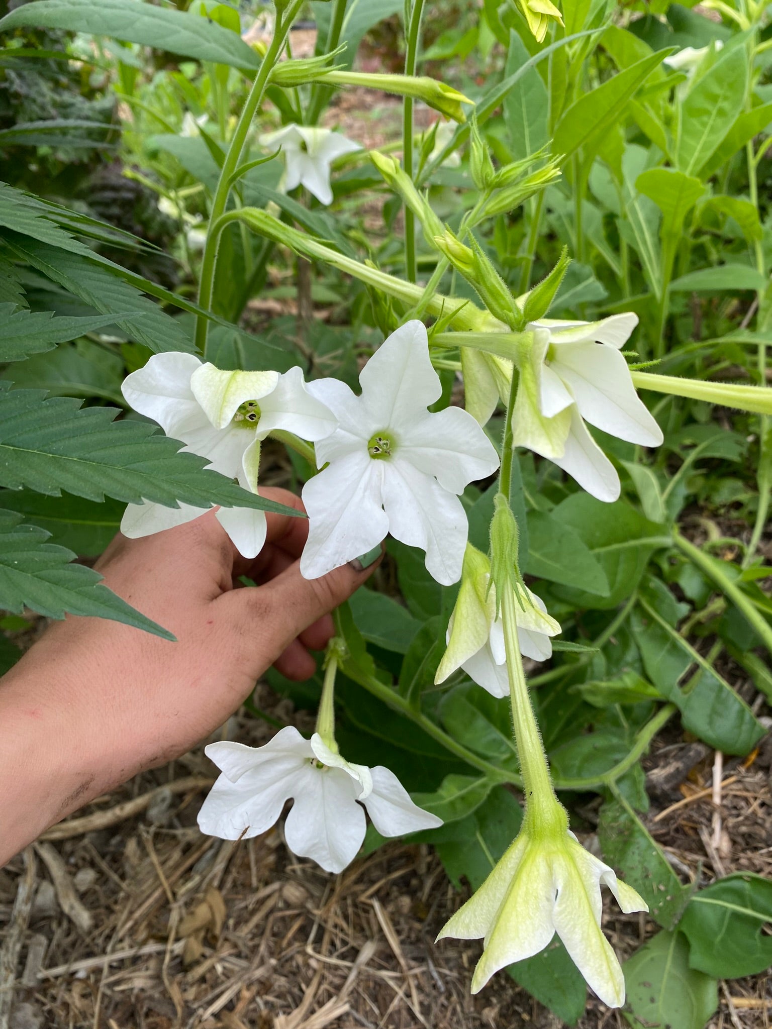 jasmine tobacco flower Jasmine Tobacco Nicotiana – Franken Farm Seed Company