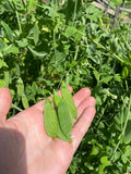 Early Frosty Pea