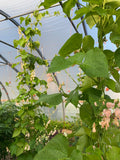 Sunset Runner Beans