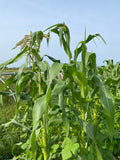 Oaxacan Green Dent Corn