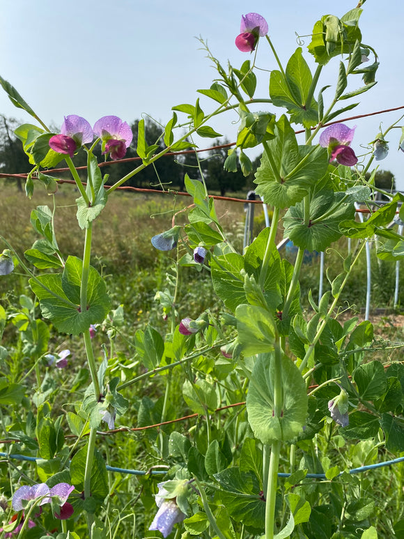 Swedish Pole Pea