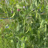 Swedish Pole Pea