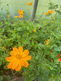 Sunrise Cosmos Flower