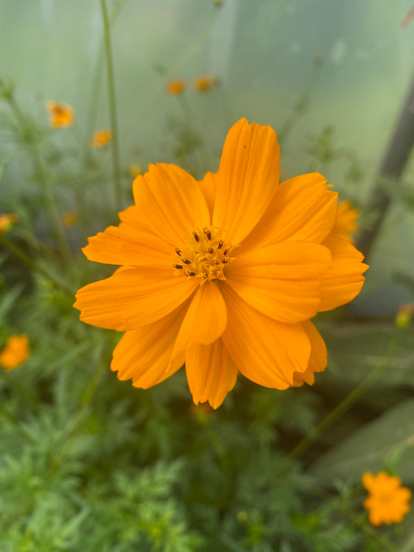 Sunrise Cosmos Flower