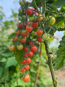 Strawberry Cherry Tomato